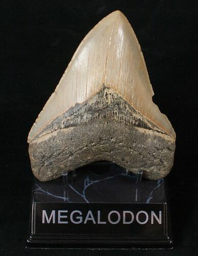 Bargain Megalodon Tooth - North Carolina #15996
